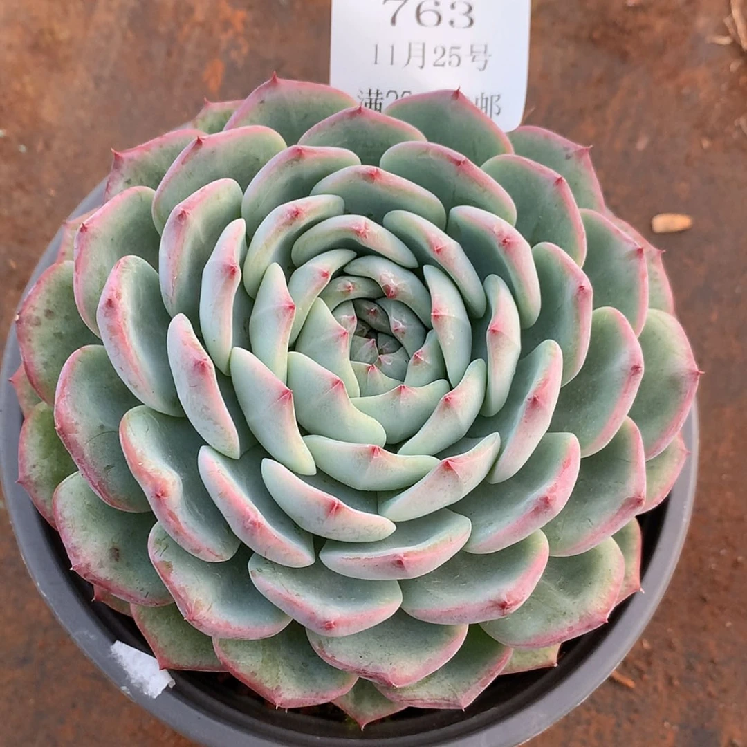 【闪购商品】云763号