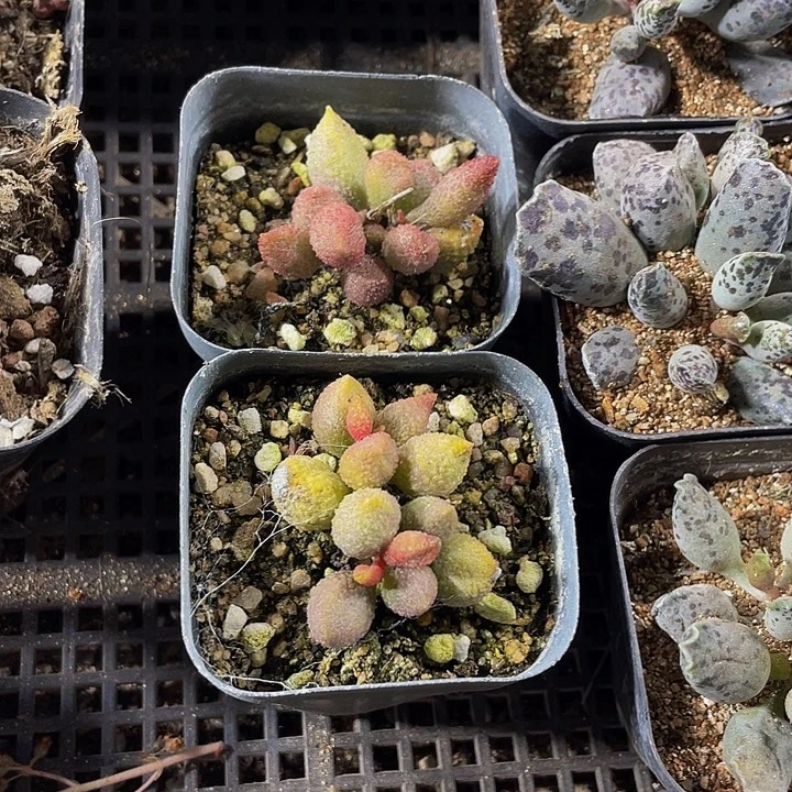 荔枝皮带盆土发货