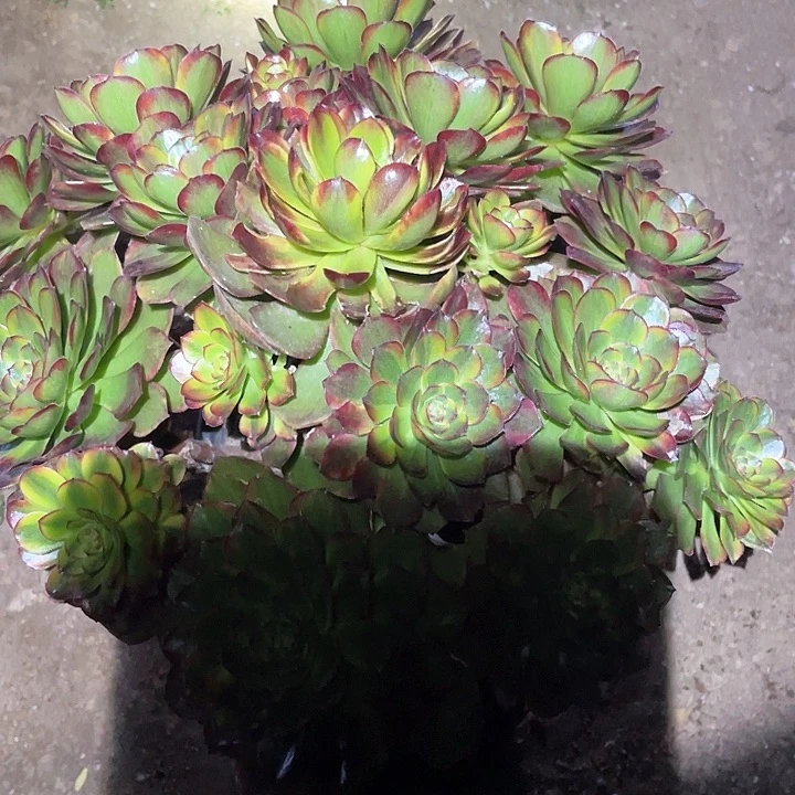 多肉植物斑斓不包损589