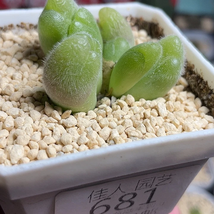 佳人园艺多肉生石花毛翠滴681