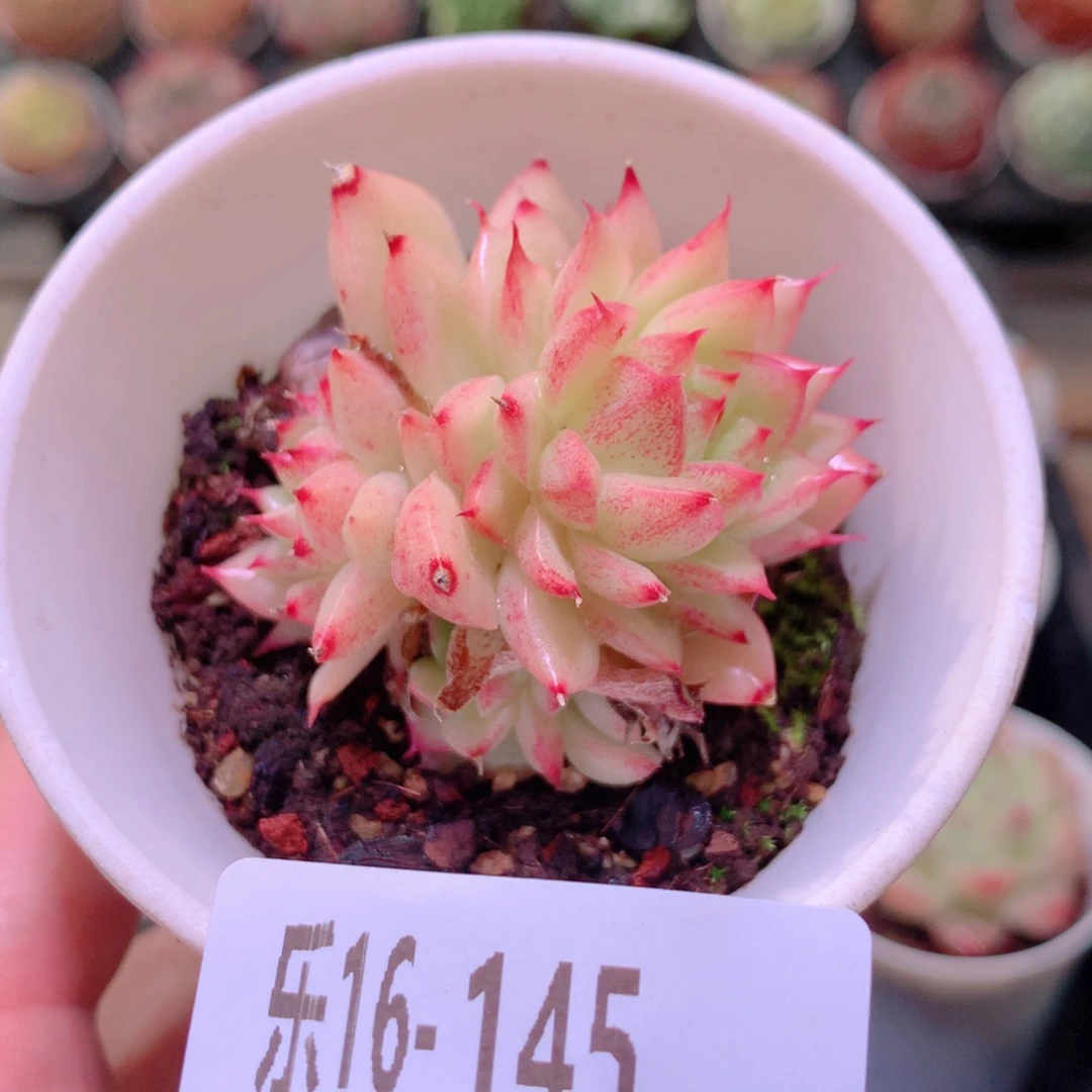 乐然16-145 菊花台