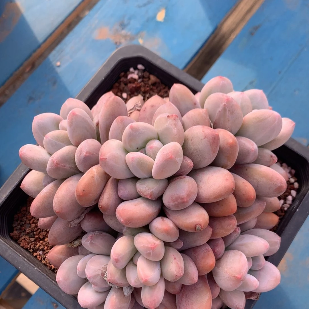 韩版香水老桩无砍一物一拍