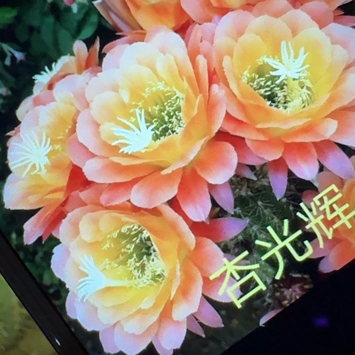 杏光辉侧芽5公分左右毛花柱（20包邮）