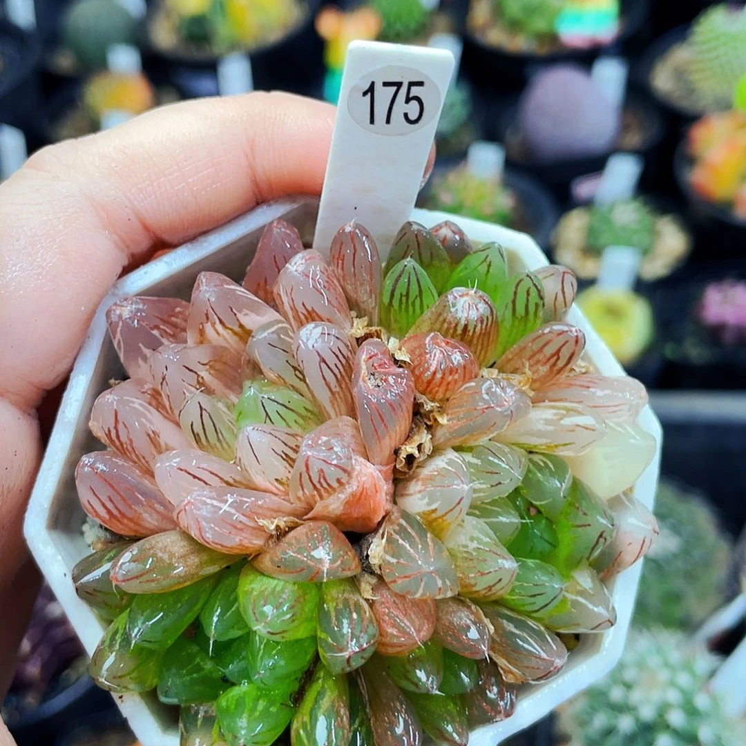 非偏远地区满25包邮仙人球