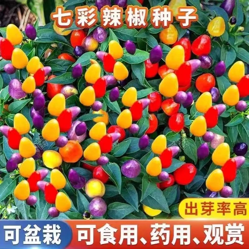 七彩椒种子春秋四季盆栽五彩小泡椒种籽杂交大田超辣蔬菜种孑