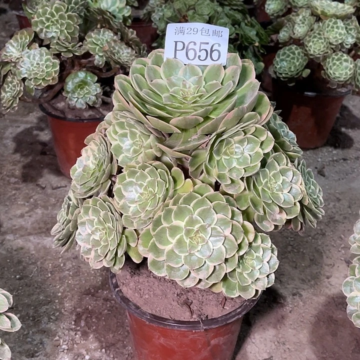 656粉花妖多肉植物