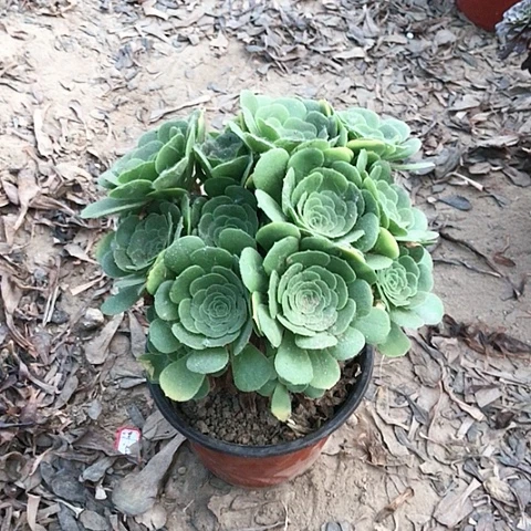 小***)绿玫瑰法师多肉植物9