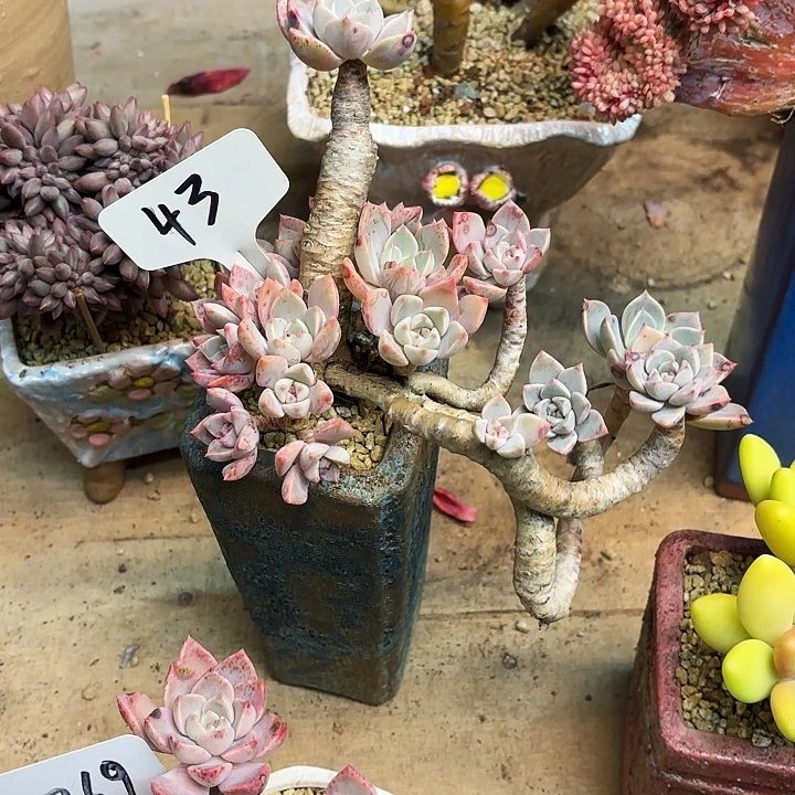 多肉植物，红粉佳人43号