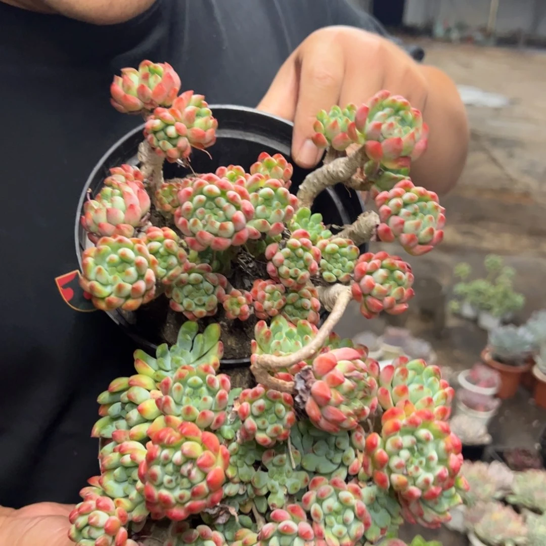 蓝苹果整装整群两盆