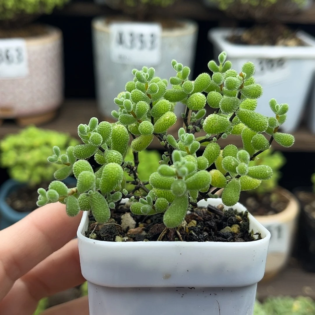 21翡翠优选枝干番杏