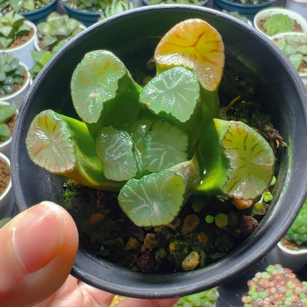 红纹大境万象多肉多肉