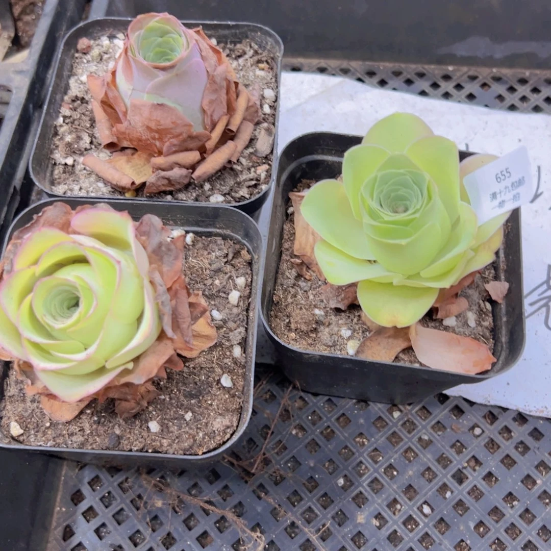 655 侧牙掉了不包损无售后