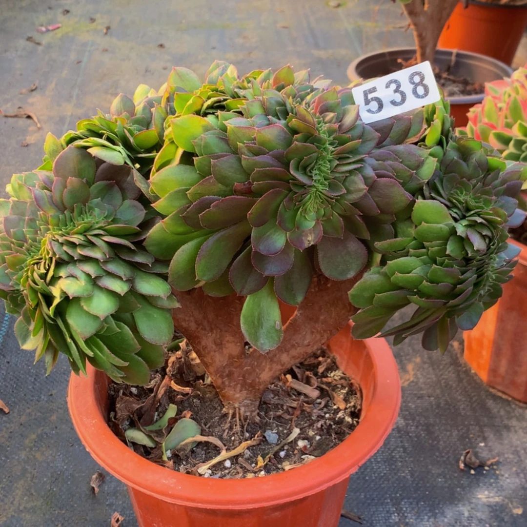 【闪购商品】538万多肉