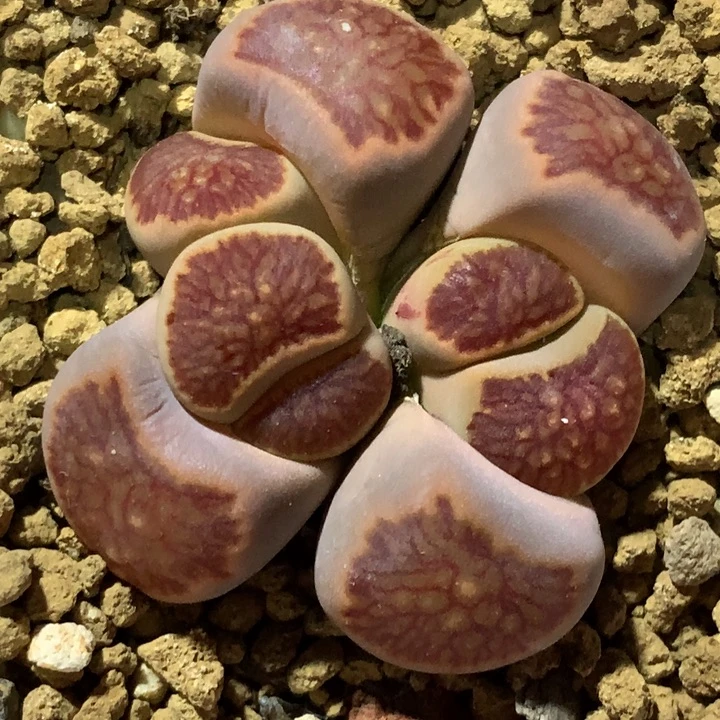 精品多肉植物大战僵尸先生