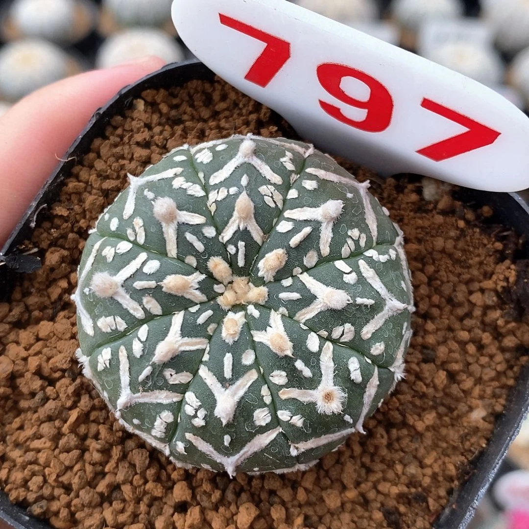 797v兜系列产品系列
