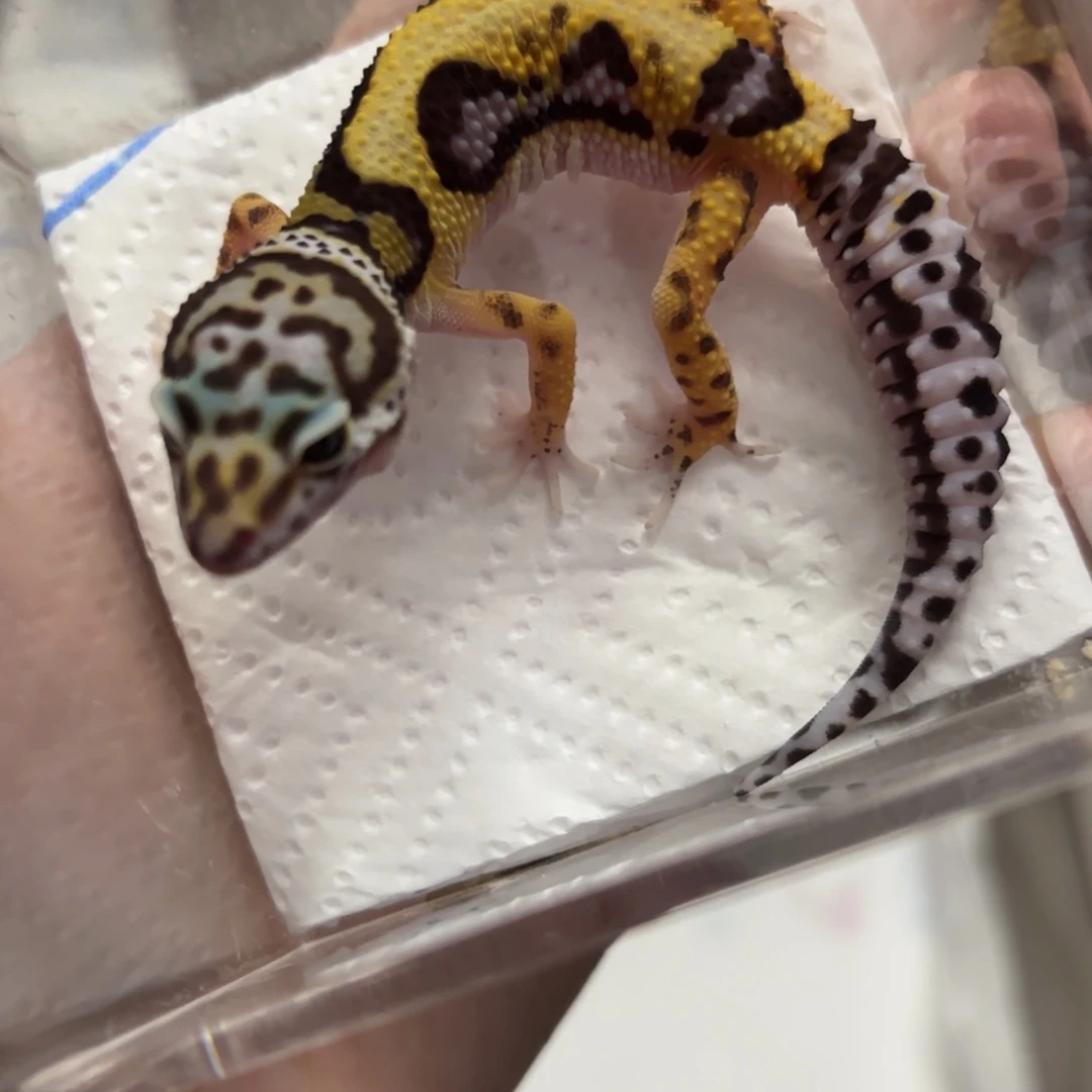 豹纹守宫设计者母温大苗