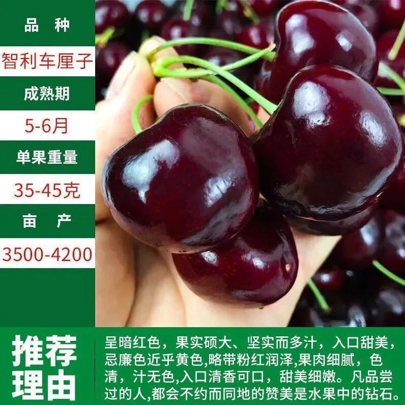 车厘子种子樱桃水果种籽超甜庭院阳台盆栽樱桃种子车厘子四季种子