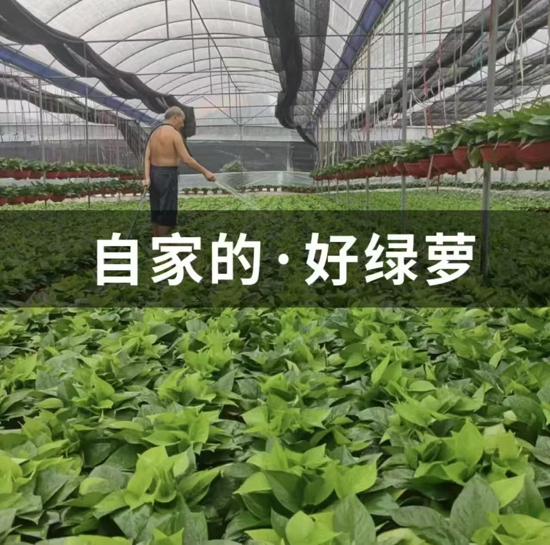 （新疆包邮）大叶绿萝盆栽净化空气吸甲醛去异味