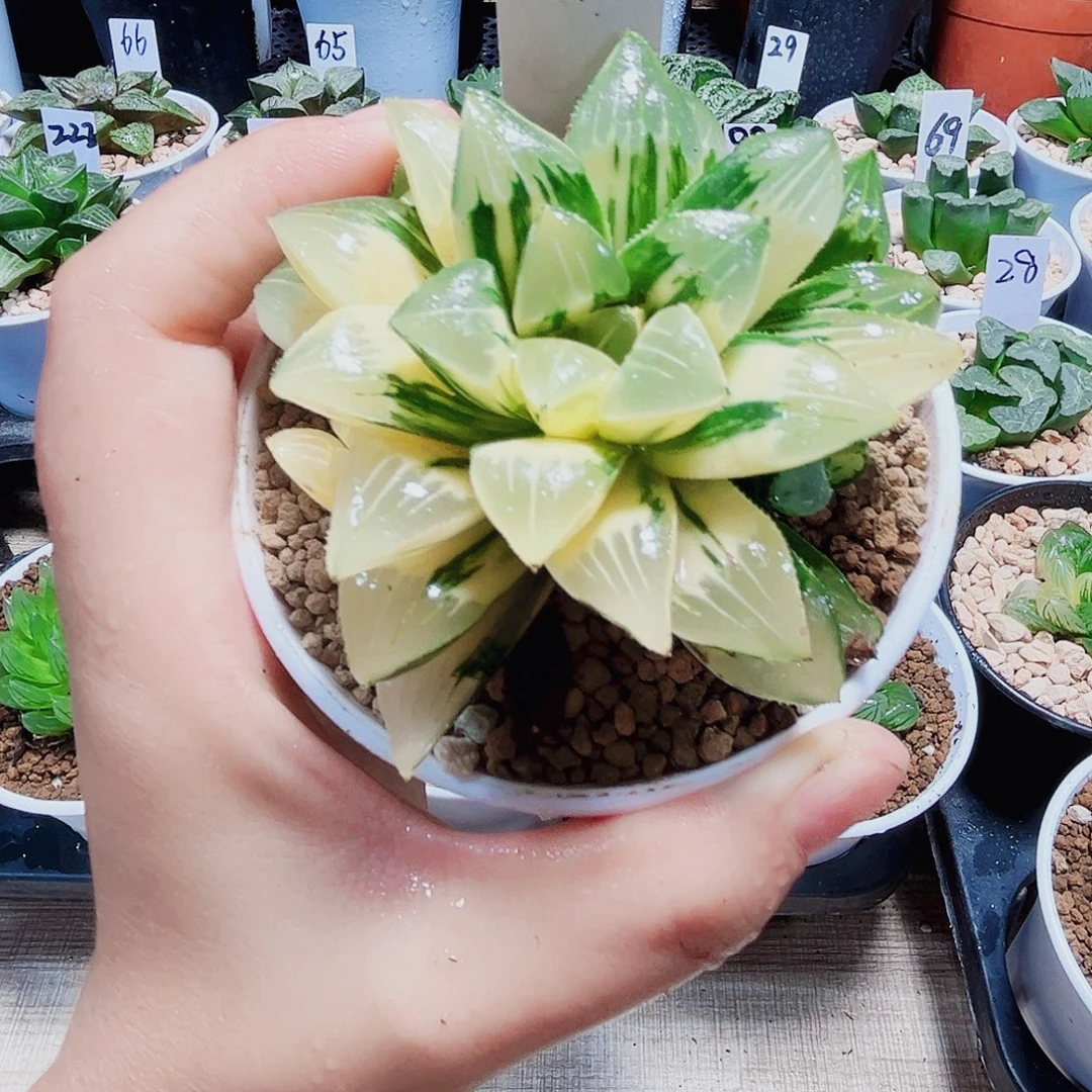 姬寿锦多肉植物66666