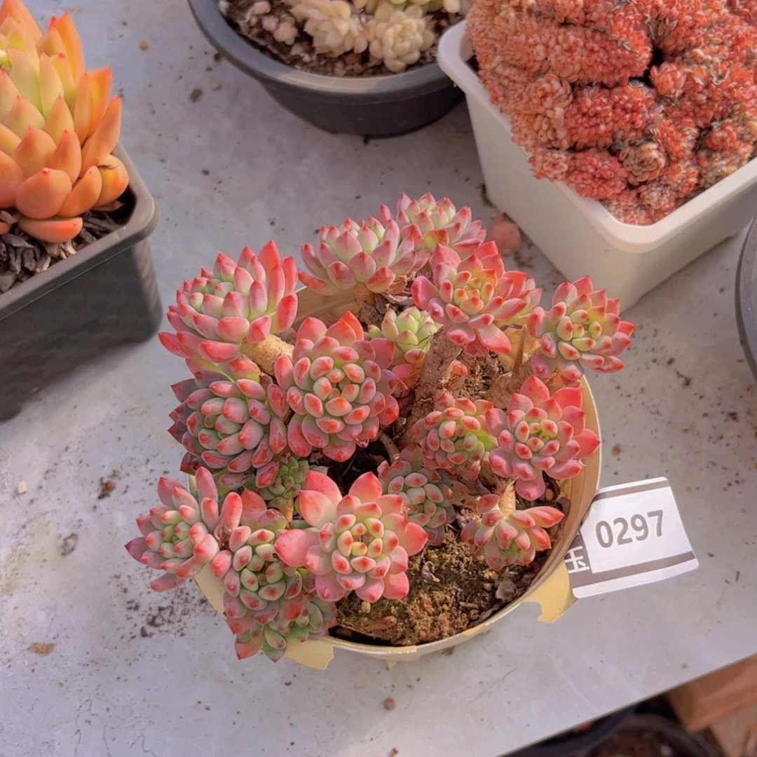 蓝苹果多肉植物0297