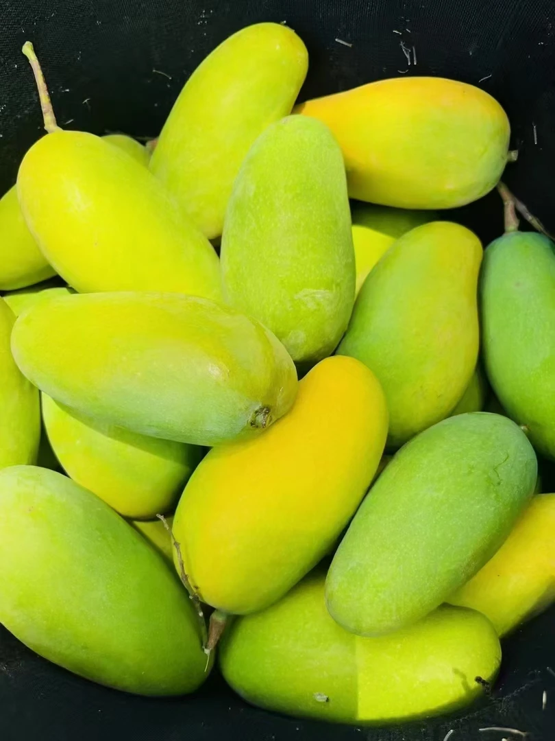 云南老品种三年芒酸甜可口汁水充盈皮薄果香浓郁
