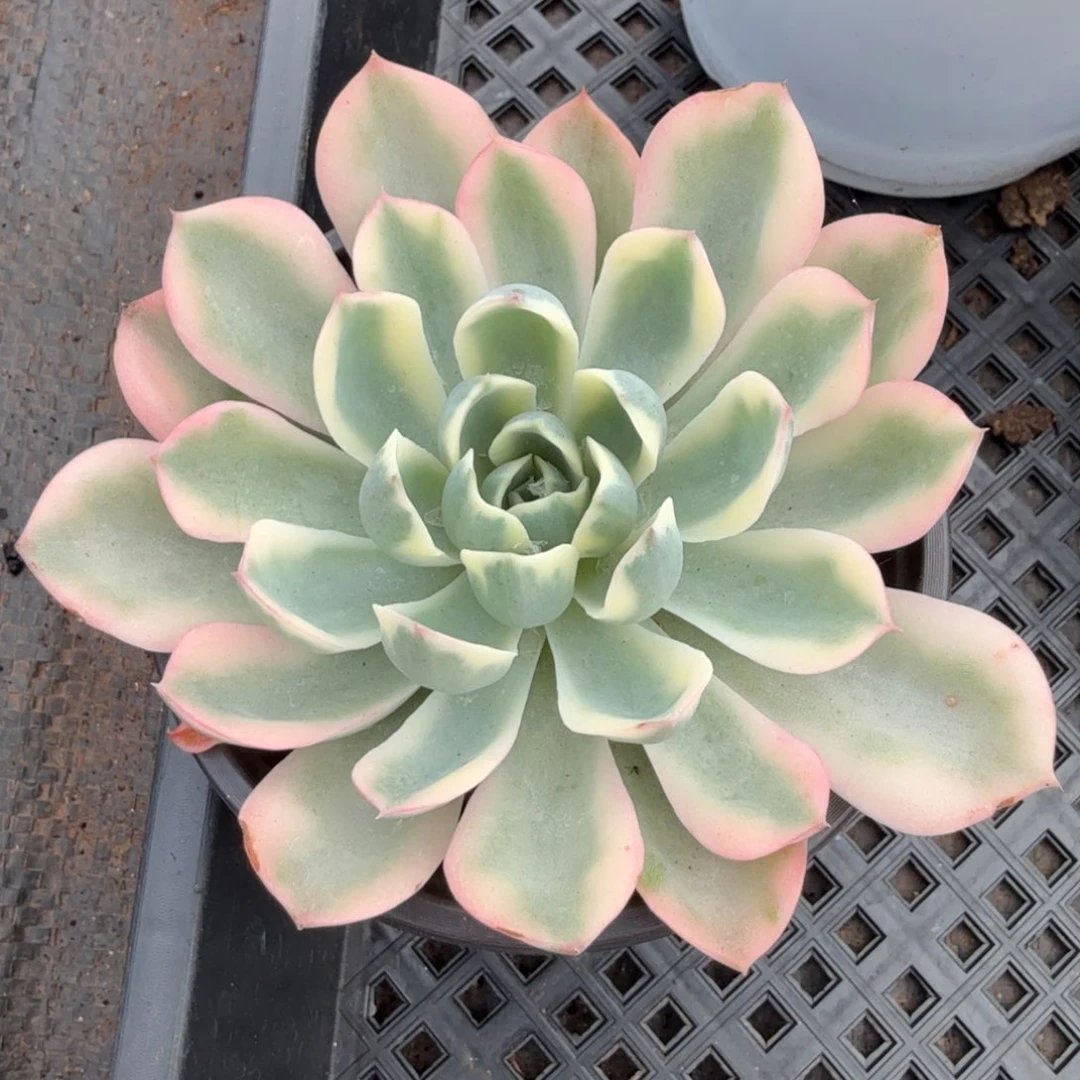 ?*虎一颗多肉锦多肉锦