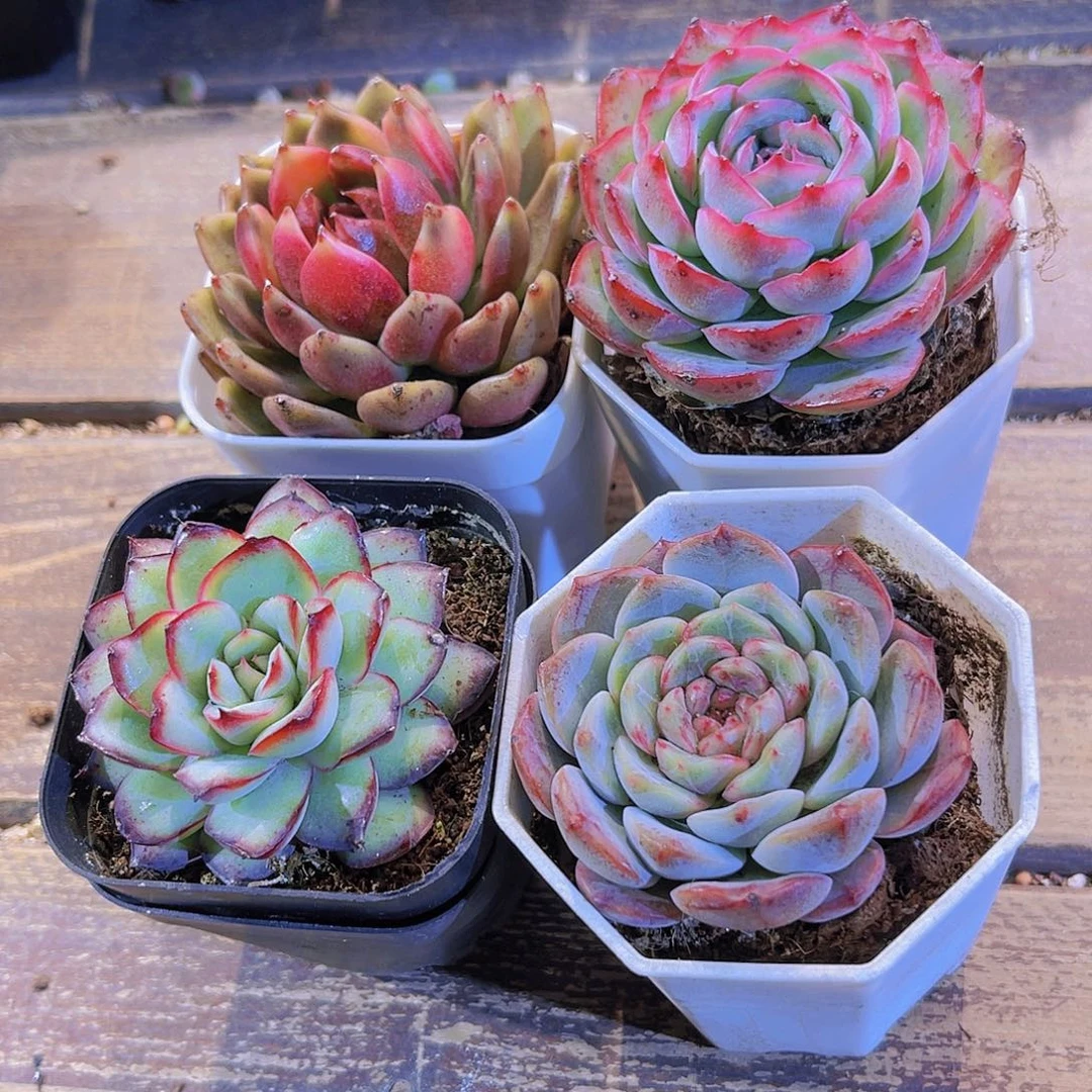 玫瑰。侧影。肉酱。葡萄珍妮