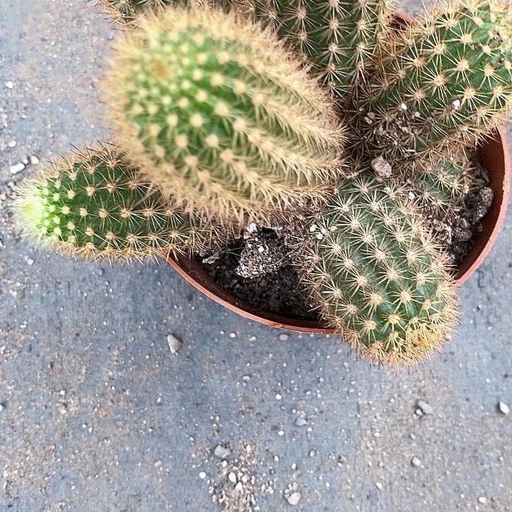 多头金妞36789900