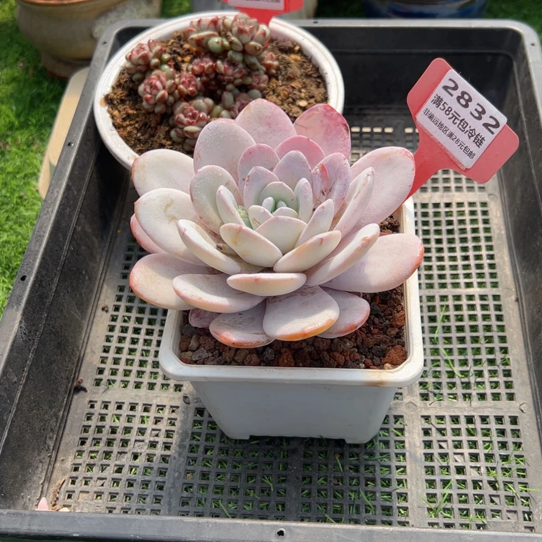 表妹精品多肉2832.