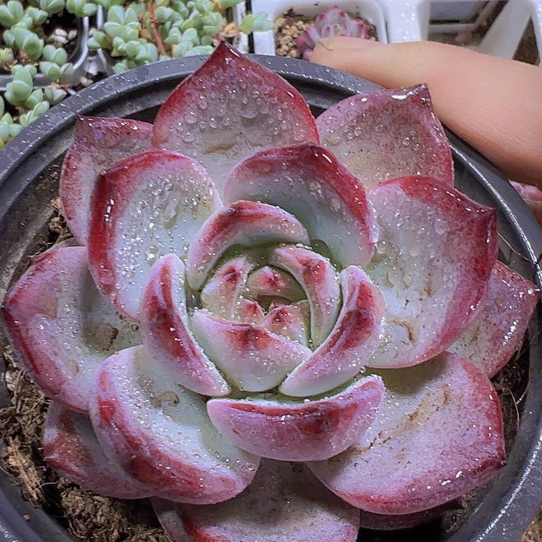 大夜魔侠19包邮多肉植物