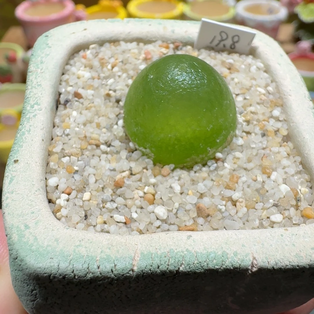 蘑菇1167灯泡多肉植物