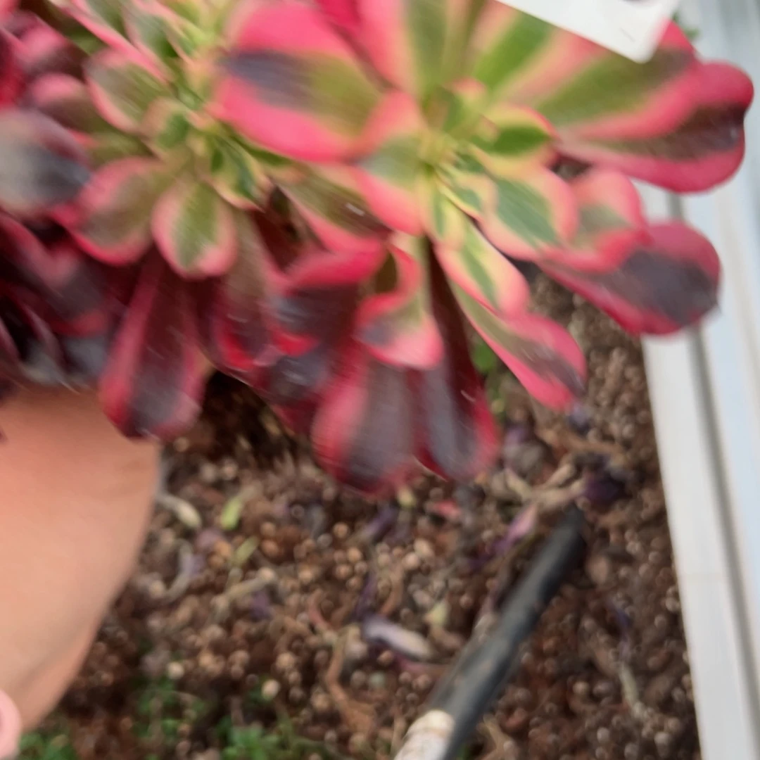 525 号多肉植物法师新年福利