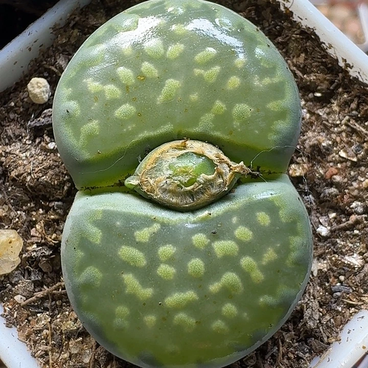 生石花1111112。  91