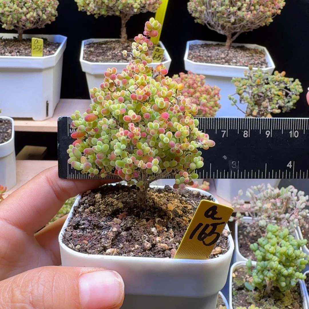 小***乐a165号蜜橘冠服6厘米左右圣诞树福利价