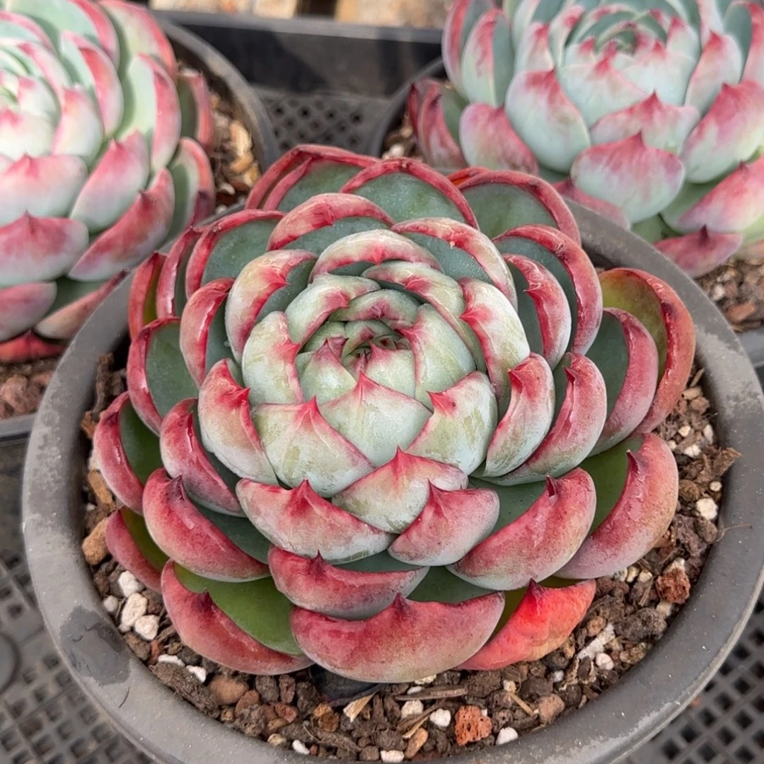 包子惊鸿一物一拍包装收缩花旱