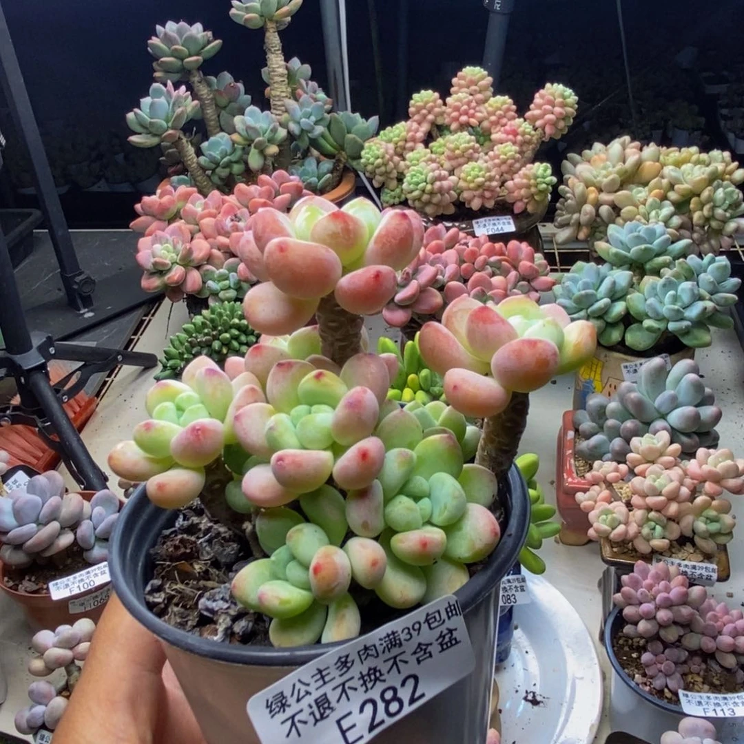 282樱花罗琦多肉7cm