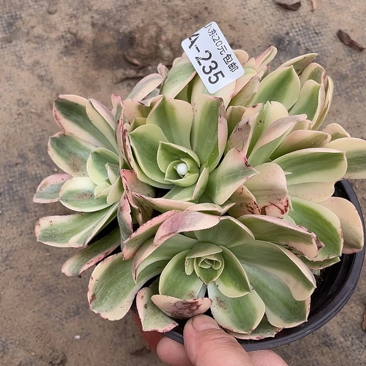 235香炉盘白锦多肉植物法师