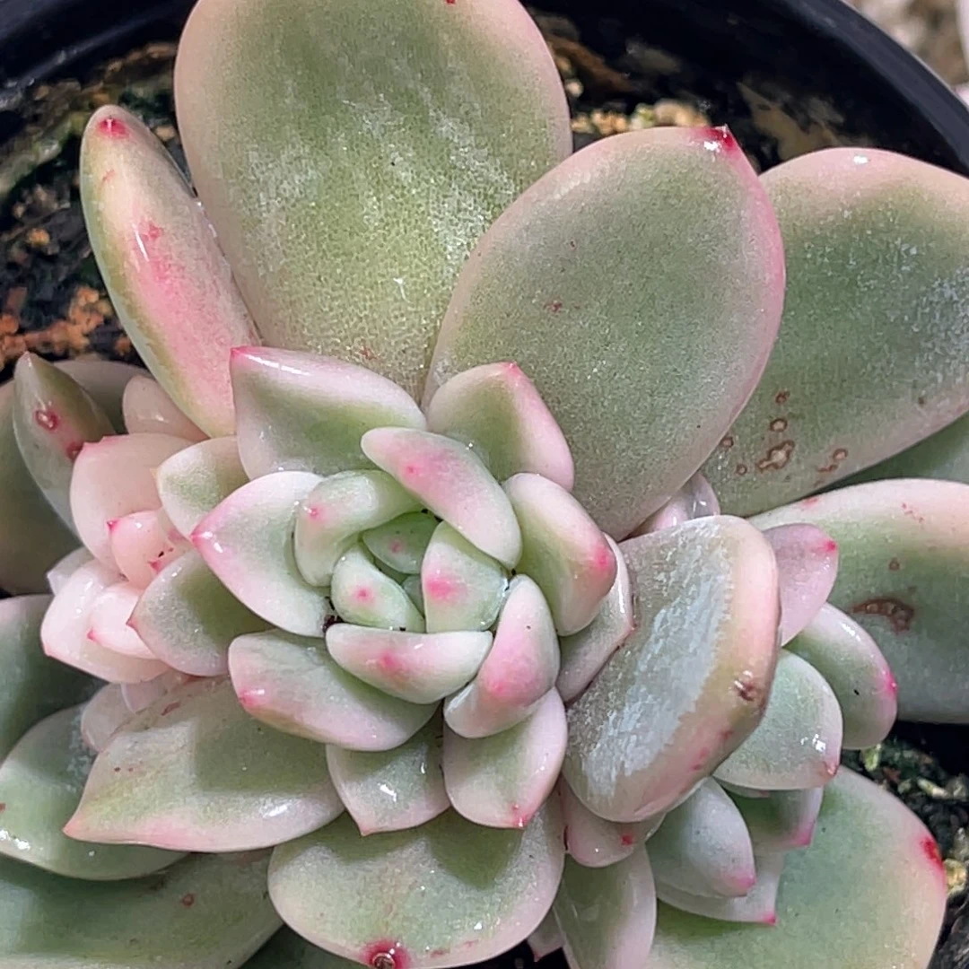 多肉特价梦露锦6942