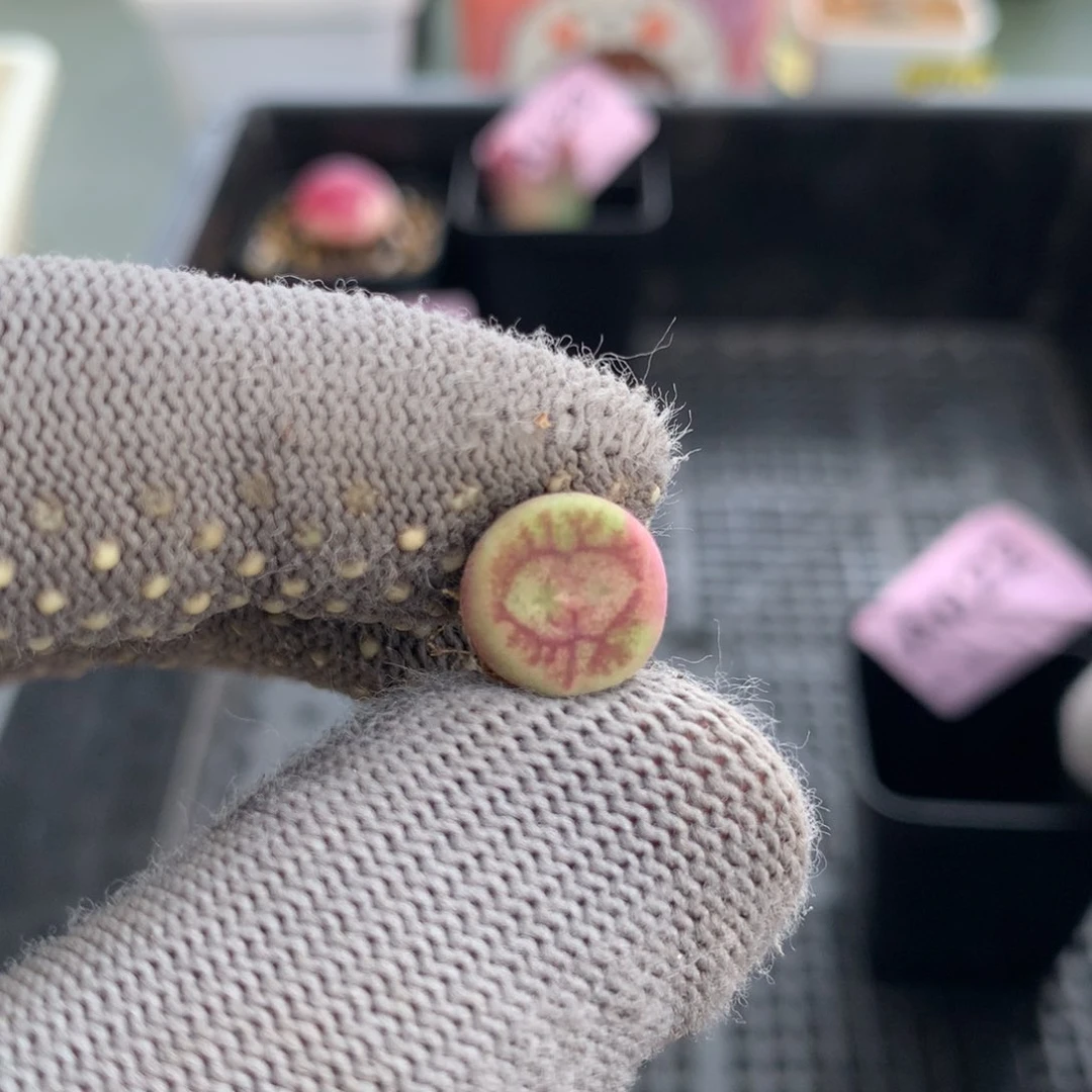 阿022杂交杂交一颗