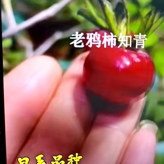 无花朵红灯扦插苗