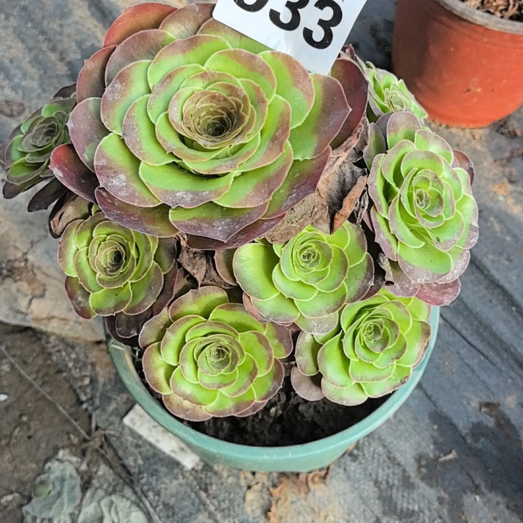 933魅金玫瑰花花2-11