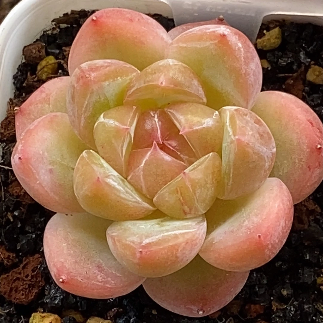 天官赐福百无禁忌