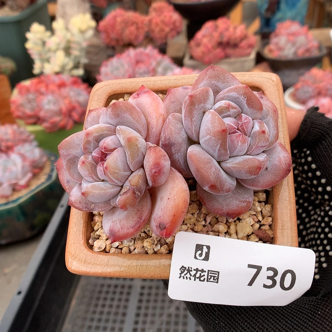 730星影多肉植物666