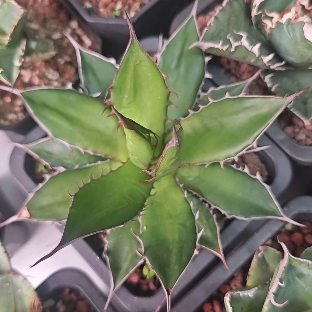 霍利达龙舌兰一物一拍