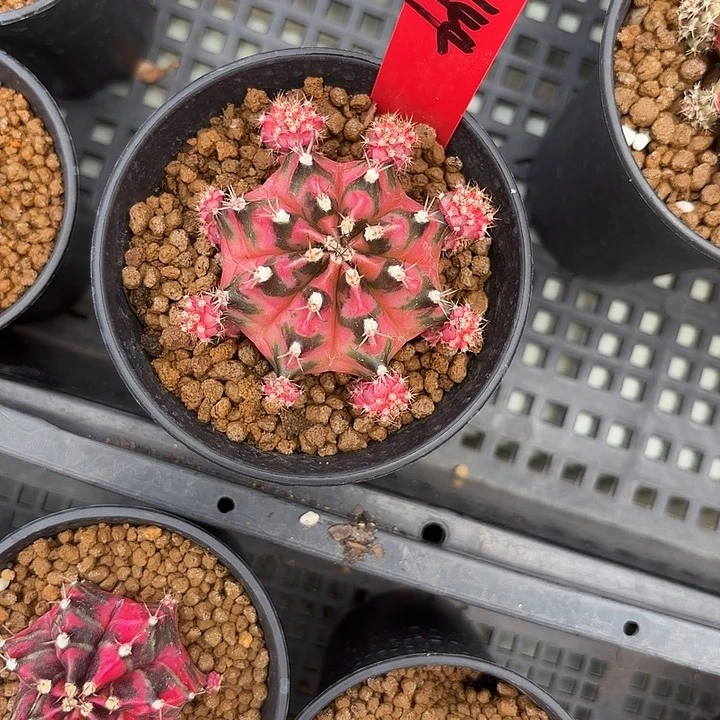 W****?144-0513国内发货多肉