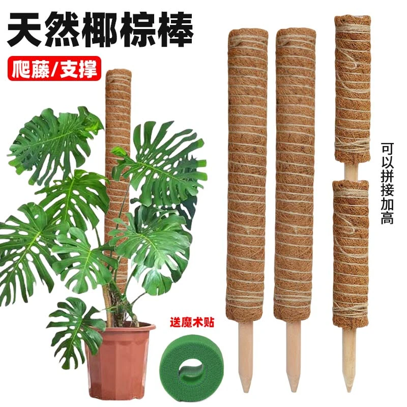 绿箩攀爬柱椰棕棒龟背竹支撑杆固定架植物爬藤花架棕榈皮椰丝苔藓