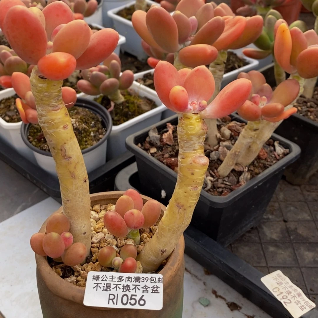 056金蟾多肉整9cm