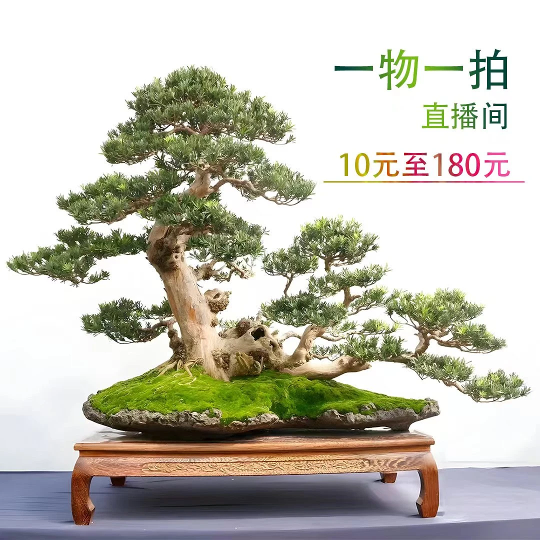 诗文绿植一物一拍