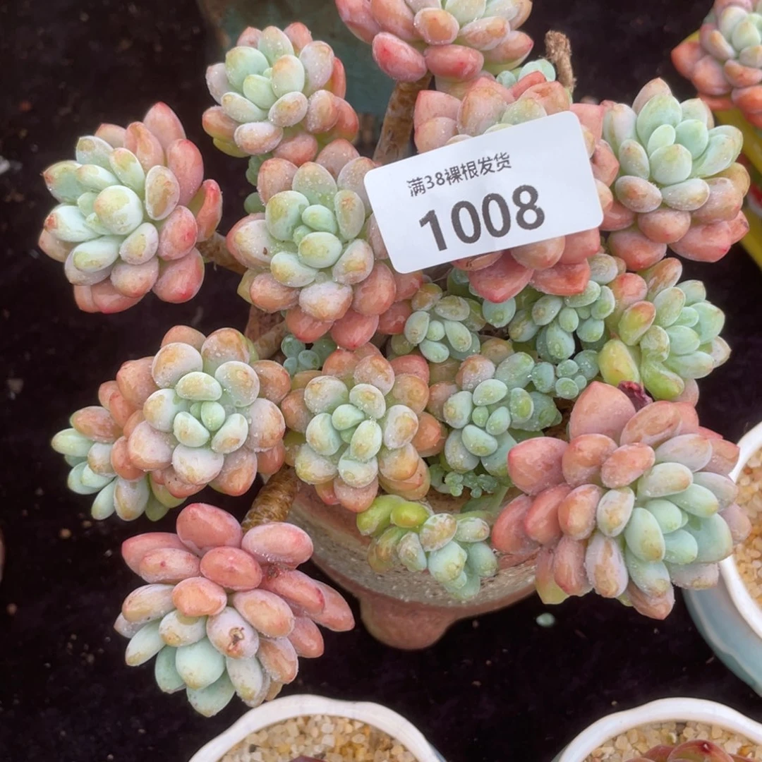 1008鱼子酱群生多肉植物一物一拍