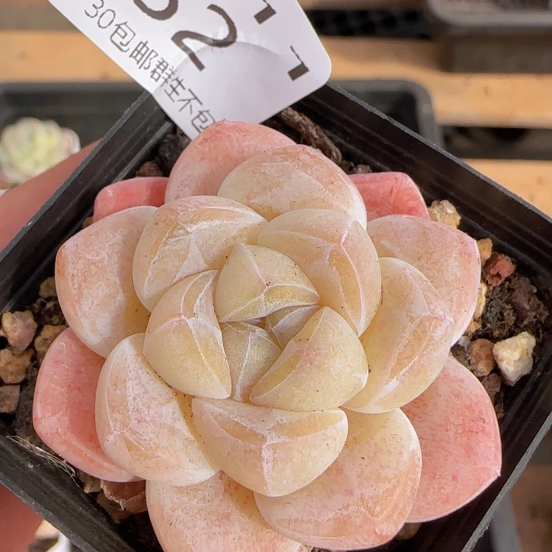 糖心冰玉单头一颗脱土